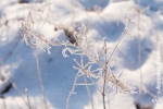 Ardennen - Winter - Schnee (8).jpg