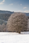 Ardennen - Winter - Schnee (20).jpg